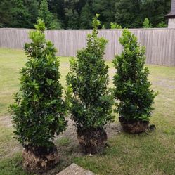 American Holly