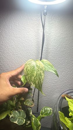 Monstera mint