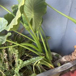 Selling elephant ear plants $20