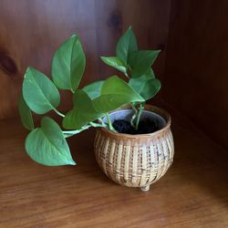 Pothos Plant