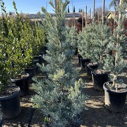 Icee Blue Podocarpus