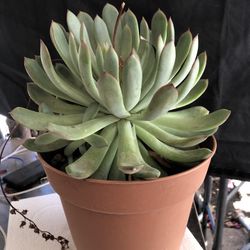 Succulent 