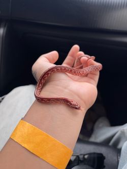 baby cornsnake