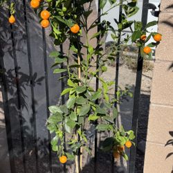 Calamansi Tree a lot of fruits 