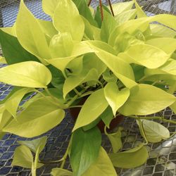 Beautiful Indoor Plants