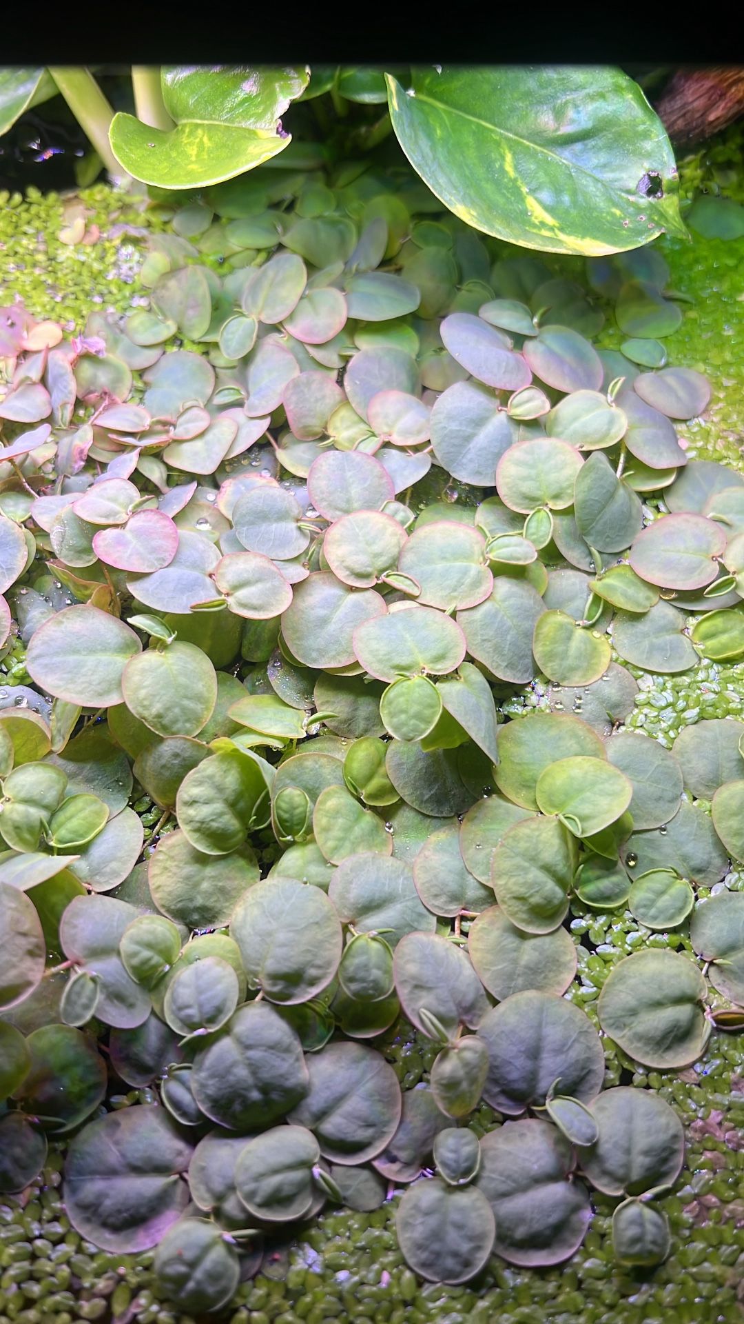 Floating plants for aquariums. plantas flotantes para acuarios