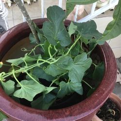 Plantas De Calabacitas Redondas Chiquitas Con Flor De Calabaza