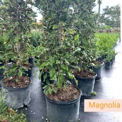 Magnolia Plants $200