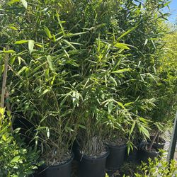 Bamboo Plants