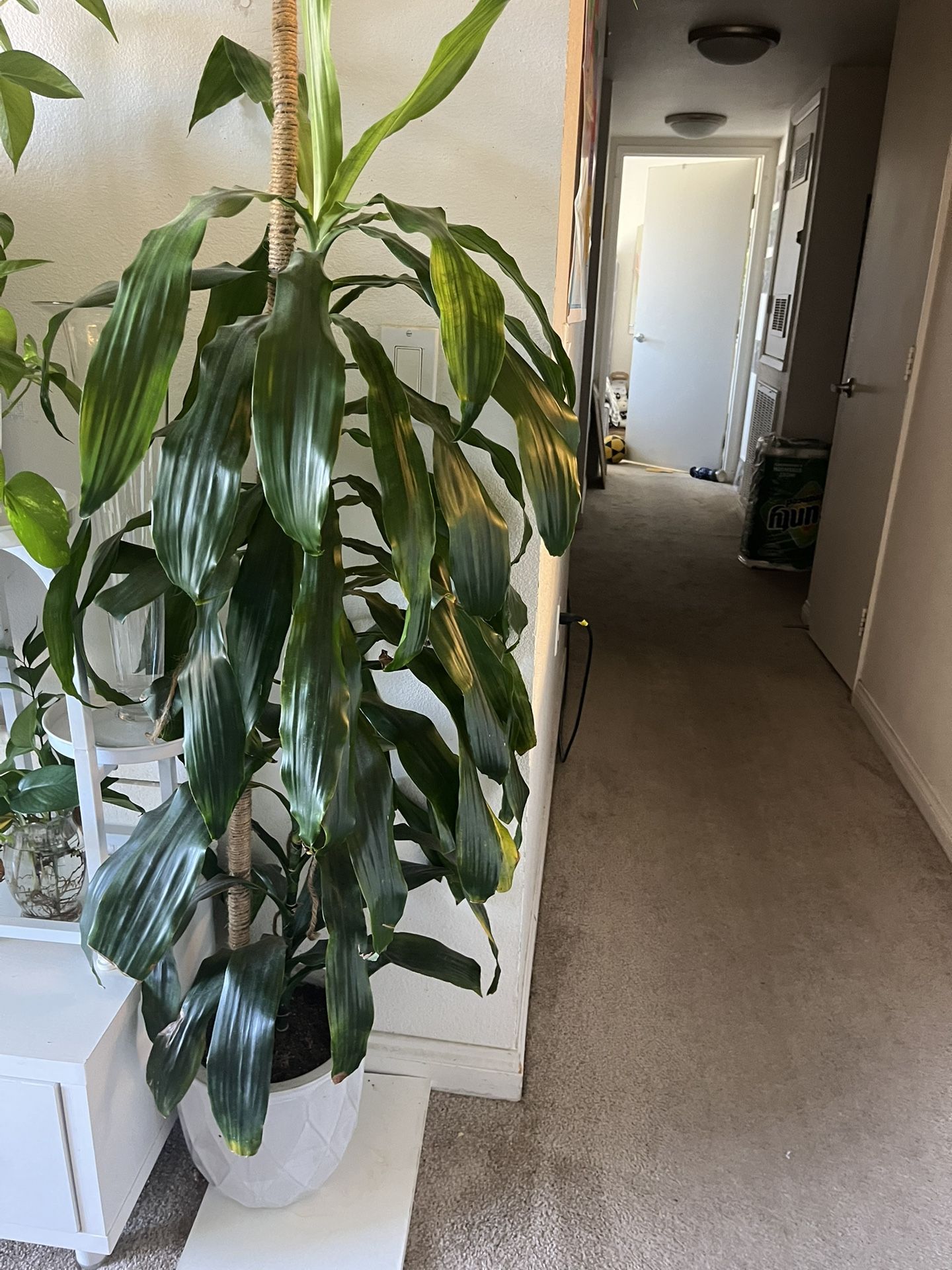 Indoor Plant Including Ceramic Pot
