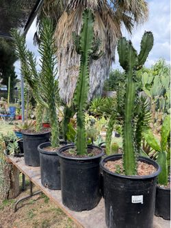 Cactus 🌵