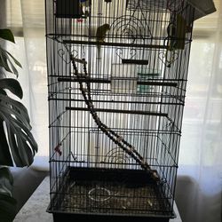Bird With Cage