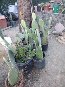 Savila And Cactus Plants