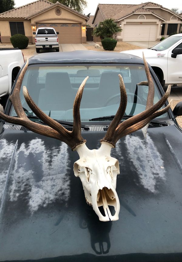 European Mount/Elk for Sale in Glendale, AZ OfferUp