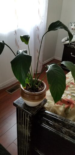 White Premium Sympathy Peace Lily - Indoor Plants House