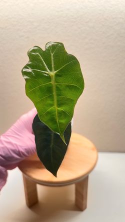 Alocasia Polly #11