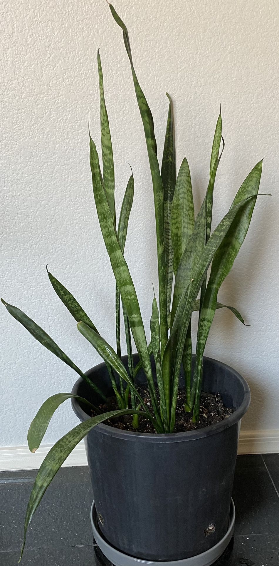 Sansevieria ( Snake Plant, Mother-in-Law Tongue)