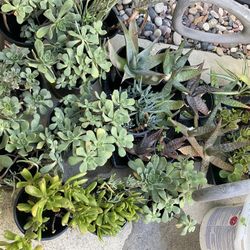 Various Succulents 