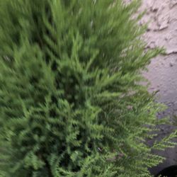 Lemon Cypress Tree with Citrusy Aroma and Golden Evergreen Foliage  5 Gallon