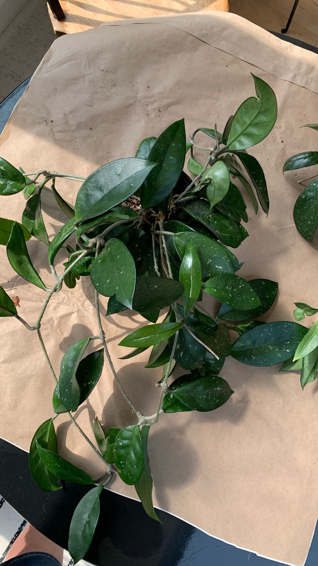 Hoya Succulent