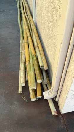 Bamboo