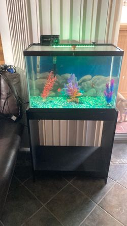 20 gallon Aquarium setup with stand