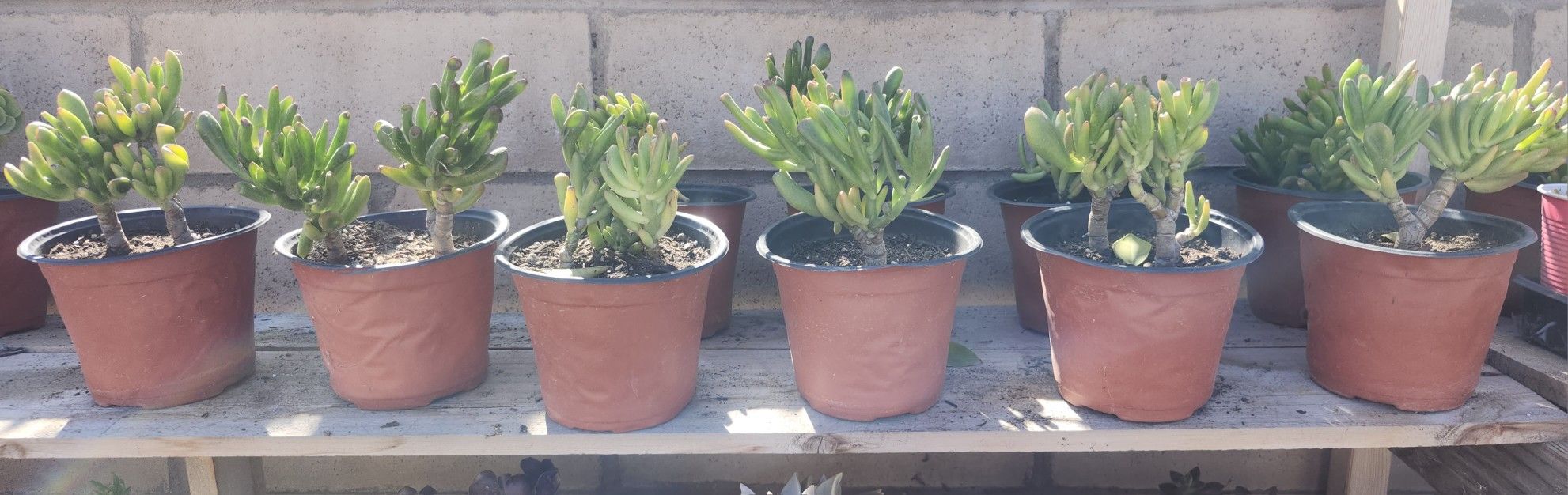  Crassula Obvata (Gollum/E.T. Finger Jade) 4" High Potted Succulent