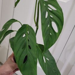 🌿Healthy Live Air Purifying Houseplant Monstera Swiss Cheese 10"Tall In Pot 4" ~ Easy To Grow