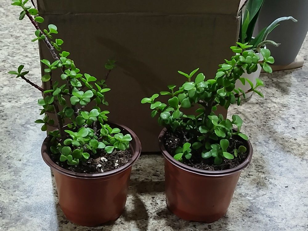 Money Tree Succulents