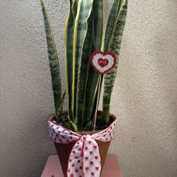 Valentines Gift Snake Plant