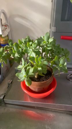 Planta pequeña