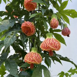 Chinese Lanterns Plant