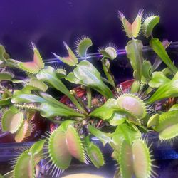 Venus Fly Trap