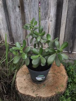 Beautiful Jade plants. Can be shaped into bonsai trees. $10 each