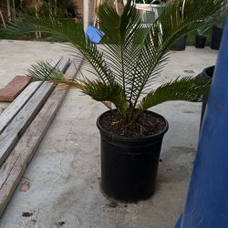 Sago Palm Tree