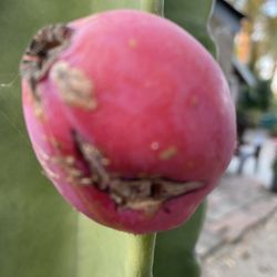 Pitallo  Fruta  Blanca 