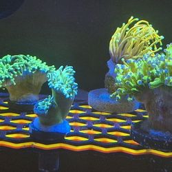  FAKE Duncan CORAL Decorations 