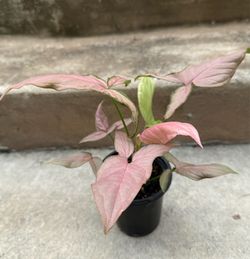 Syngonium pink perfection Live Plant 4”pot