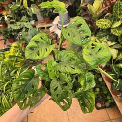 Monstera Swiss Cheese