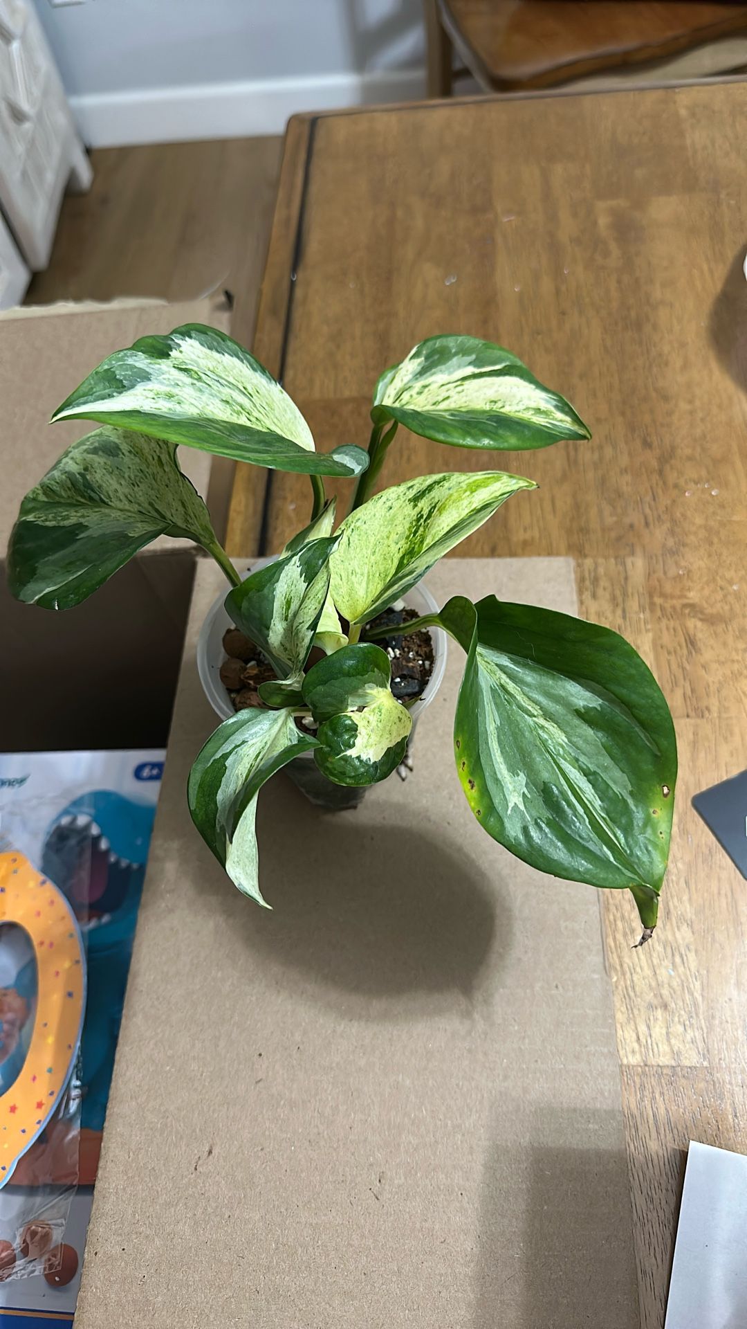Manjula Pothos Multiple Plants In Pot