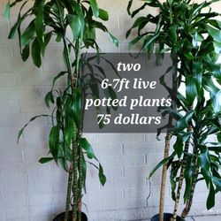 Two Live Plants