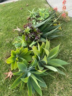 Agaves and Aeonium Black Rose 🥀