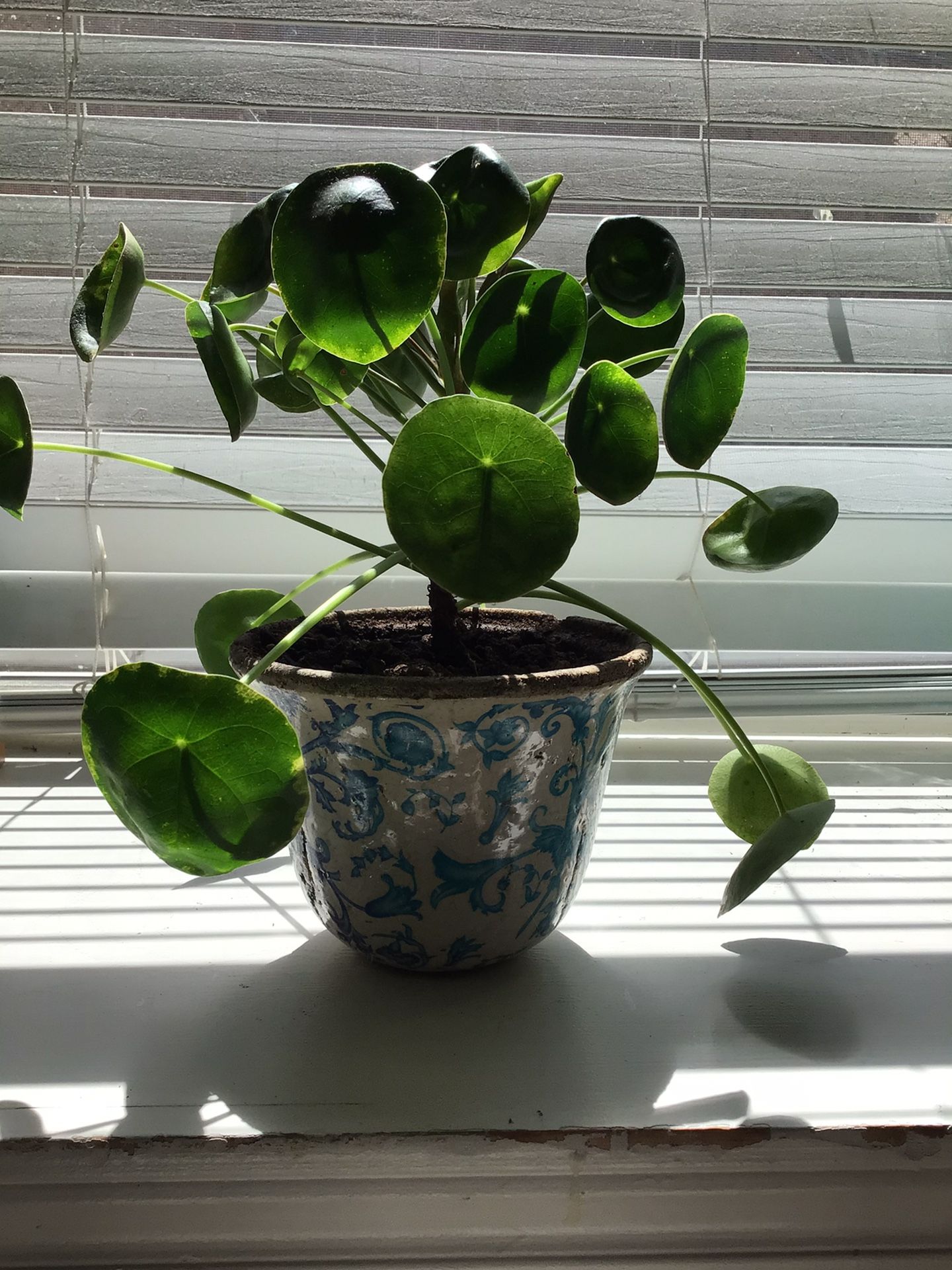 Live Pilea Plant With Ceramic Pot