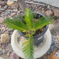 Sago Palm