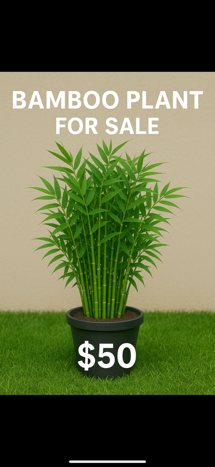 Bamboo Plants for Sale – Lush & Green