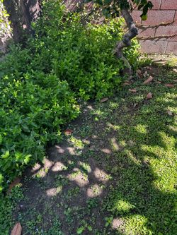 Free avacado tree mint and carnation plants and flowers