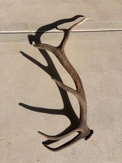 Elk antler shed