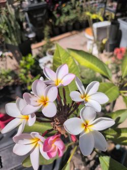 Plumeria Plant 5 Gallon Pot 4 tips