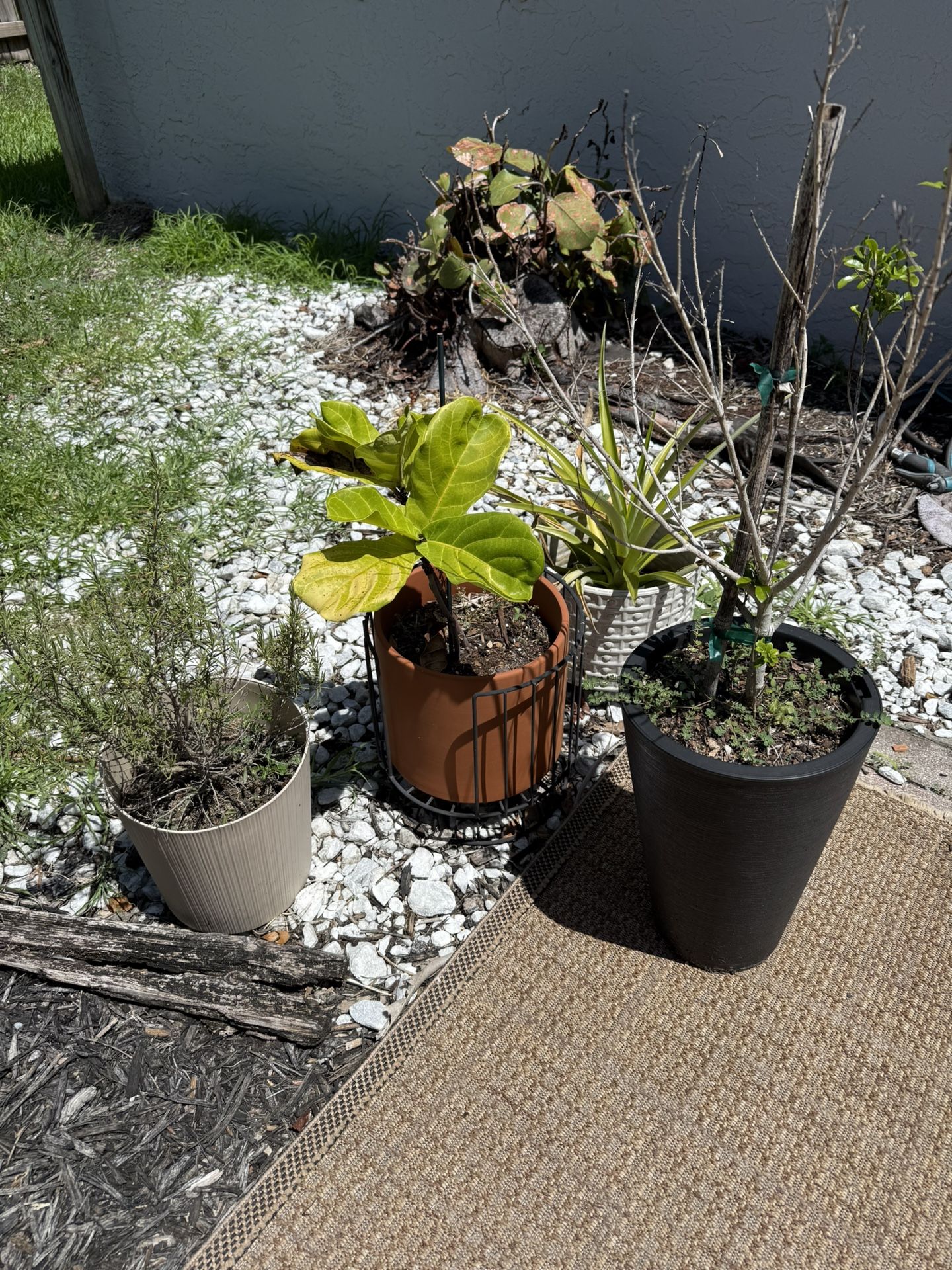 Plants And Pots