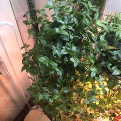 Wondering Jew Plant 🪴 